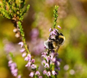 calluna_tuinplant_vd_maand