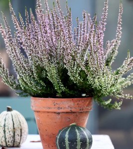 calluna_tuinplant_vd_maand2