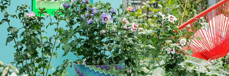 hibiscus_terrasplant_vd_maand-kopie.png