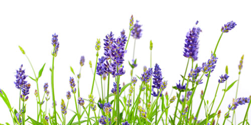 lavendel