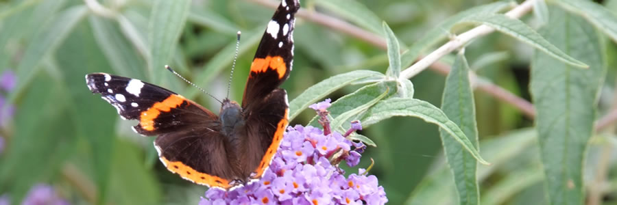 vlinders_in_je_tuin-kopie-kopie-kopie.jpg