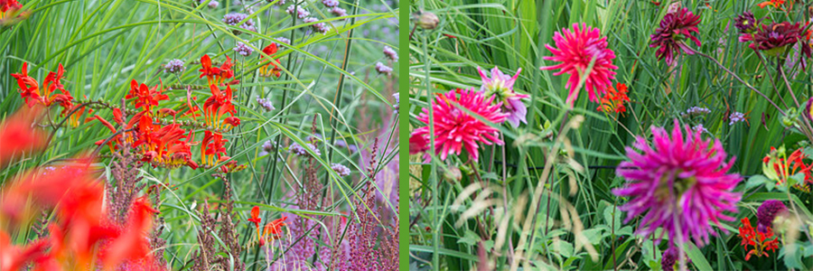 crocosmiaheader-kopie.jpg