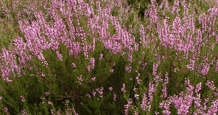 calluna-kopie-kopie.png calluna-kopie-kopie.png