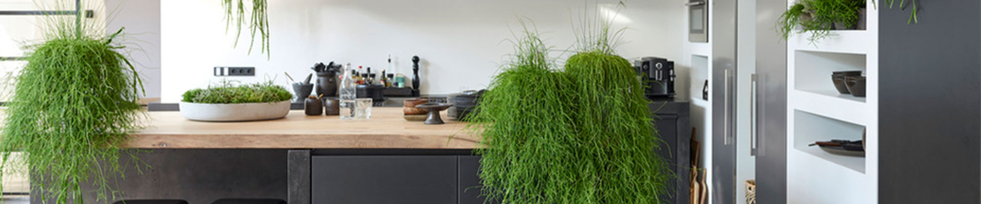 Rhipsalis_header.jpg