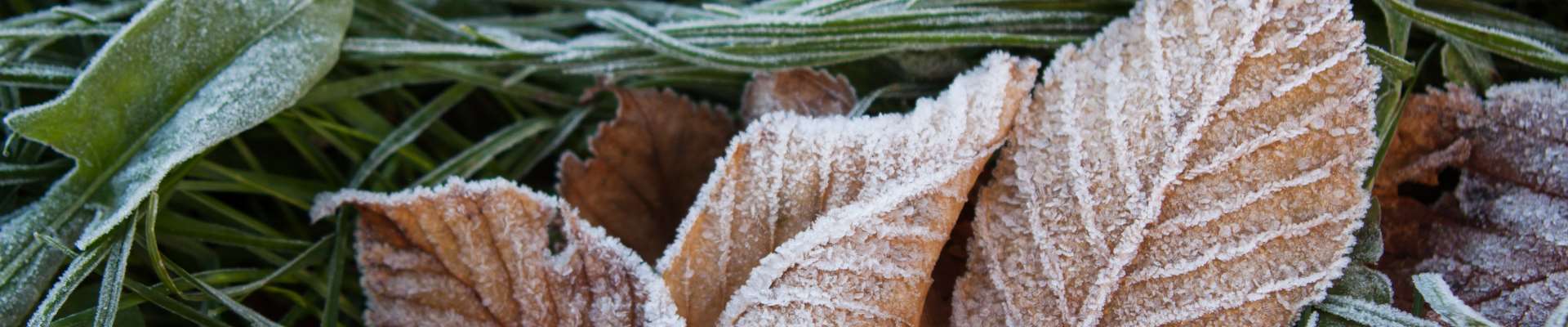 Tuinonderhouddecemberheader.jpg