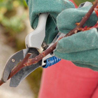 woman cuts the rose trees in spring, close up