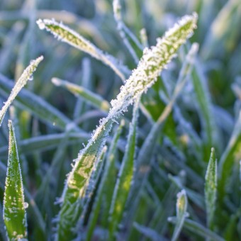 The leaves of wheat are covered with hoarfrost, morning frosts on the wheat field. Winter wheat icing.