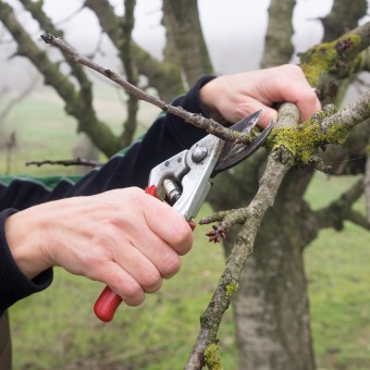 Hand of a woman pruning a young tree with pruning shears, in a field in autumn on a foggy day