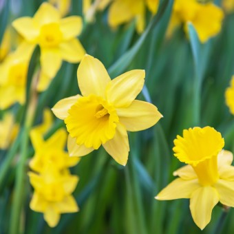 Amazing Yellow Daffodils flower field in the morning sunlight. The perfect image for spring background, flower landscape.