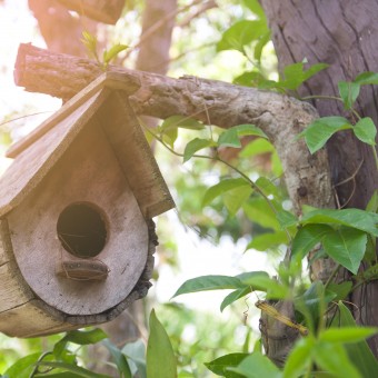 Wooden bird house on the tree