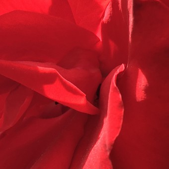 Juni-header-tuinonderhoud