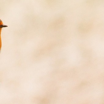 Denk_aan_de_vogels_januari-Header