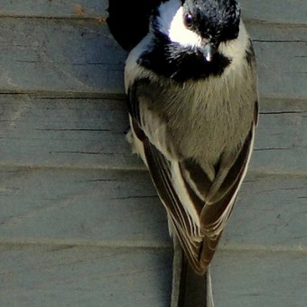 Onderhoud-maart_Header_vogels