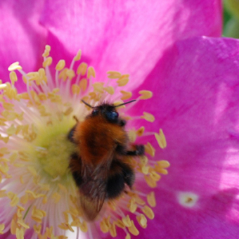 Plantenkennis-oktober_Header_Rimpelroos-rozenbottels