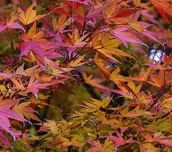 Planten_november-inner_1-Japanse_esdoorn