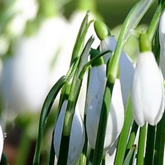 Planten_februari-Header_witte-lentebodes