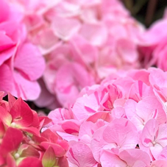 Onderhoud-juli_Header_kijk-regelmatig-naar-de-hortensias