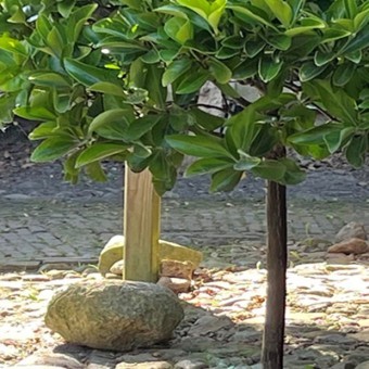 tuintips_december_header_sommige-struiken-of-boompjes