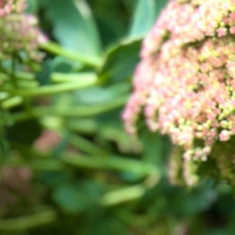 Onderhoud-november_Header-onderhouden_gazon